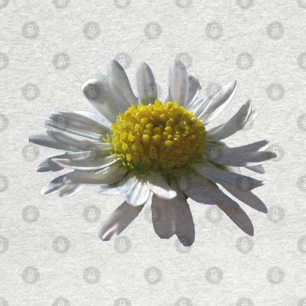 Daisy by LeighsDesigns